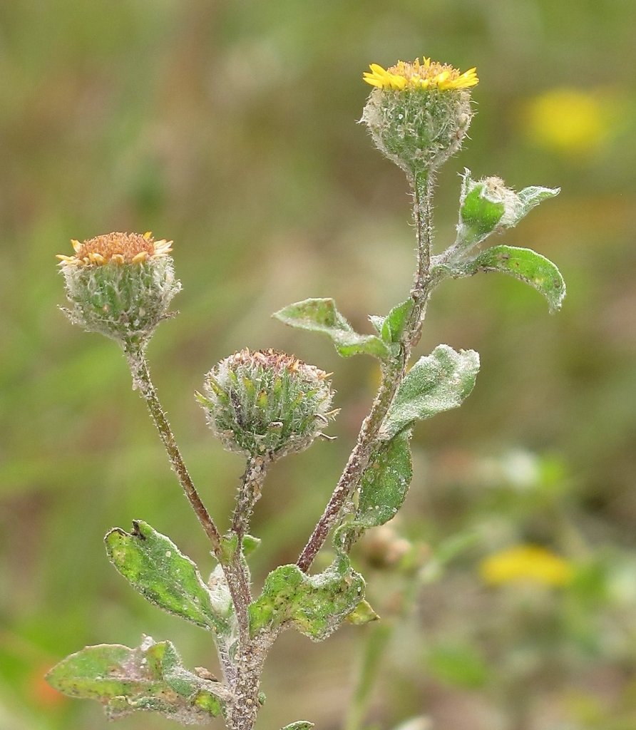 Pulicaria vulgaris